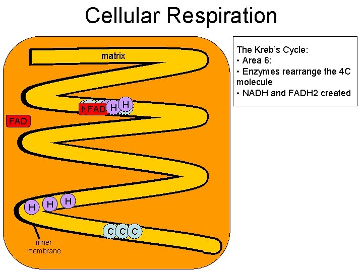 Cellular Respiration matrix CC CCHCH C NAD FAD H H H C C C Cellular Respiration matrix CC CCHCH C NAD FAD H H H C C C