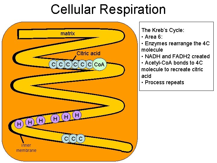 Cellular Respiration matrix Citric acid C C C Co. A H H H C Cellular Respiration matrix Citric acid C C C Co. A H H H C