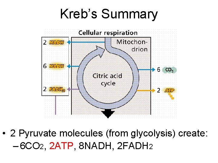 Kreb’s Summary • 2 Pyruvate molecules (from glycolysis) create: – 6 CO 2, 2 Kreb’s Summary • 2 Pyruvate molecules (from glycolysis) create: – 6 CO 2, 2