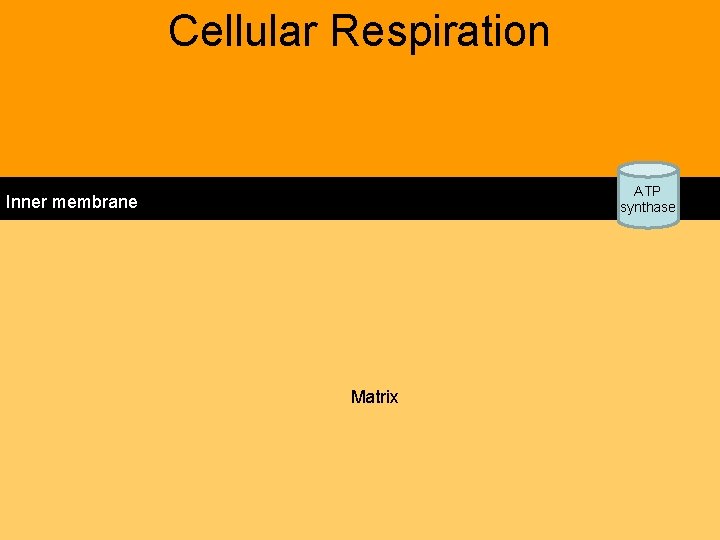 Cellular Respiration matrix ATP synthase Inner membrane H H H C C C inner Cellular Respiration matrix ATP synthase Inner membrane H H H C C C inner