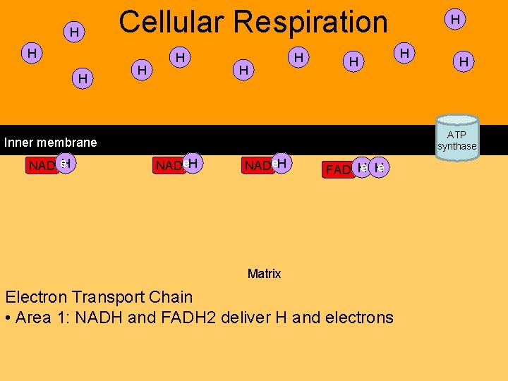 H Cellular Respiration H H H H H ATP synthase Inner membrane NAD e. H Cellular Respiration H H H H H ATP synthase Inner membrane NAD e.