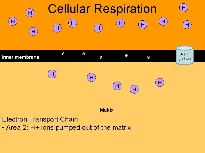 H Cellular Respiration H H e Inner membrane H H H e e Matrix H Cellular Respiration H H e Inner membrane H H H e e Matrix