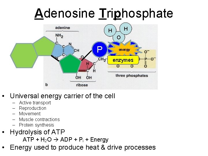 Adenosine Triphosphate H H O P P P energy enzymes • Universal energy carrier Adenosine Triphosphate H H O P P P energy enzymes • Universal energy carrier