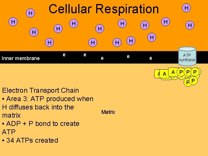 H Cellular Respiration H H H Inner membrane H e H H H e H Cellular Respiration H H H Inner membrane H e H H H e