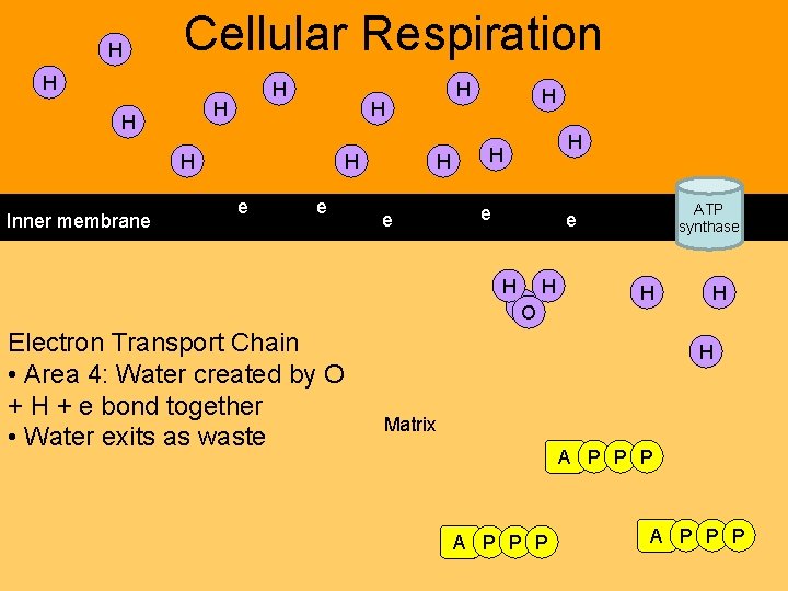 H Cellular Respiration H H H Inner membrane H e H H e ATP H Cellular Respiration H H H Inner membrane H e H H e ATP