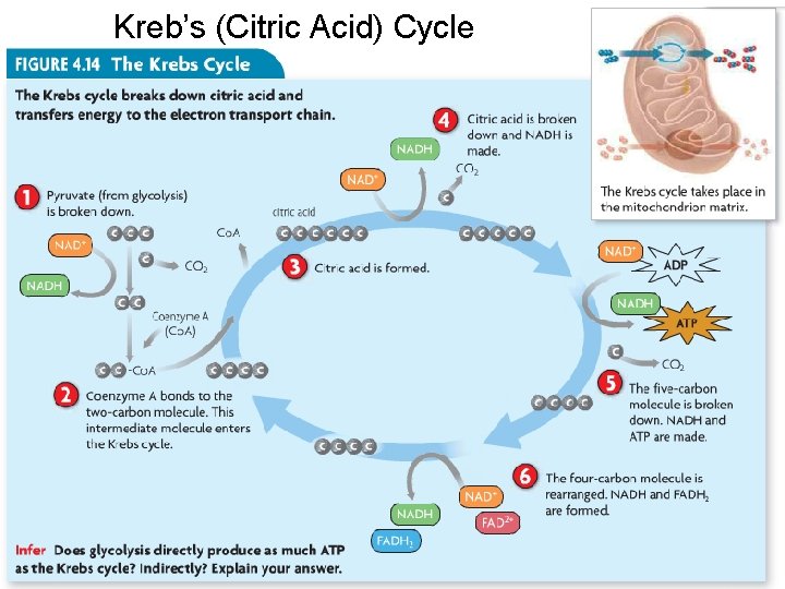 Kreb’s (Citric Acid) Cycle Kreb’s (Citric Acid) Cycle