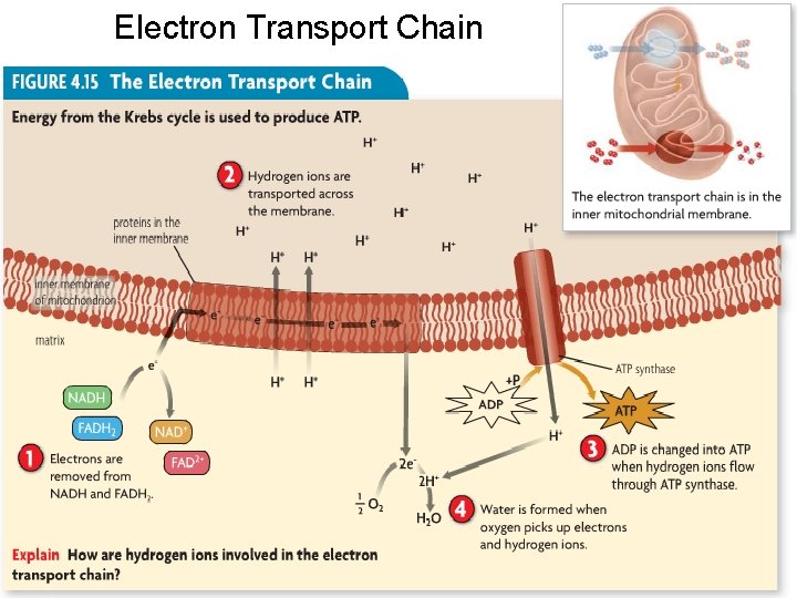 Electron Transport Chain Electron Transport Chain