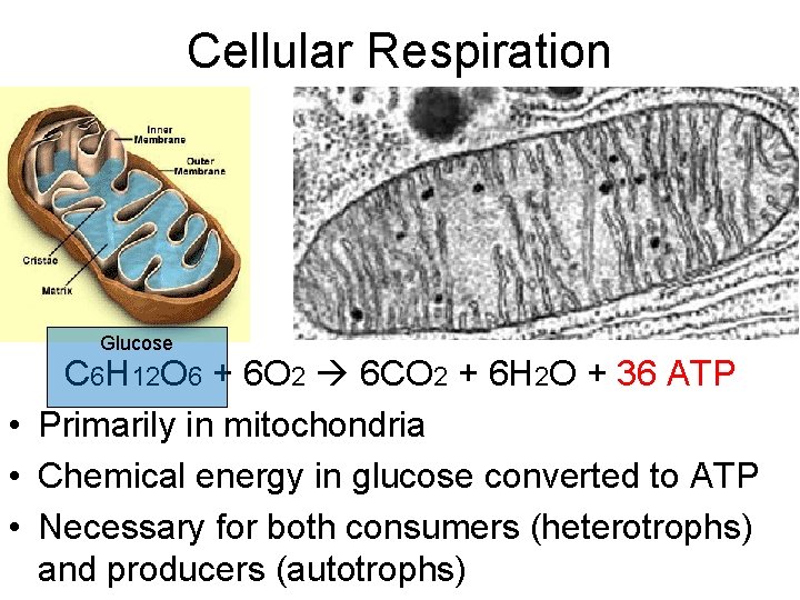 Cellular Respiration Glucose C 6 H 12 O 6 + 6 O 2 6 Cellular Respiration Glucose C 6 H 12 O 6 + 6 O 2 6