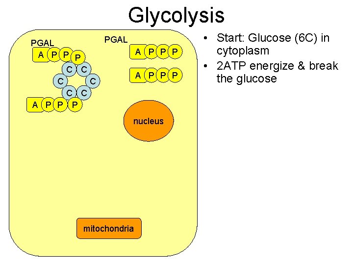 Glycolysis PGAL A P P P C C A P P P nucleus mitochondria Glycolysis PGAL A P P P C C A P P P nucleus mitochondria