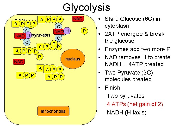 Glycolysis PGAL A P PPP P P A P PGAL NAD C C P Glycolysis PGAL A P PPP P P A P PGAL NAD C C P