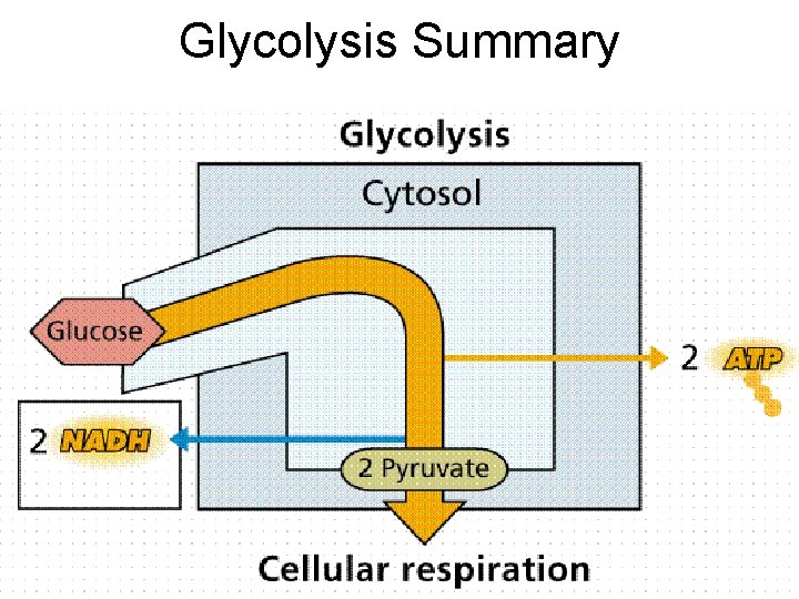 Glycolysis Summary Glycolysis Summary