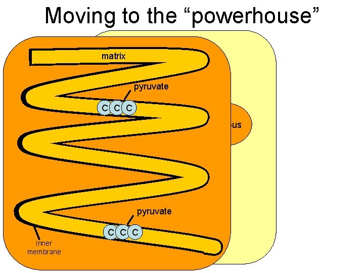 Moving to the “powerhouse” matrix C pyruvates C C pyruvate C C C nucleus Moving to the “powerhouse” matrix C pyruvates C C pyruvate C C C nucleus