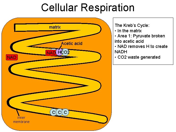 Cellular Respiration matrix Acetic acid NAD C HCO 2 C C NAD C C Cellular Respiration matrix Acetic acid NAD C HCO 2 C C NAD C C