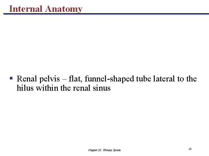 Internal Anatomy § Renal pelvis – flat, funnel-shaped tube lateral to the hilus within