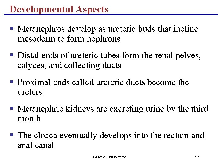Developmental Aspects § Metanephros develop as ureteric buds that incline mesoderm to form nephrons