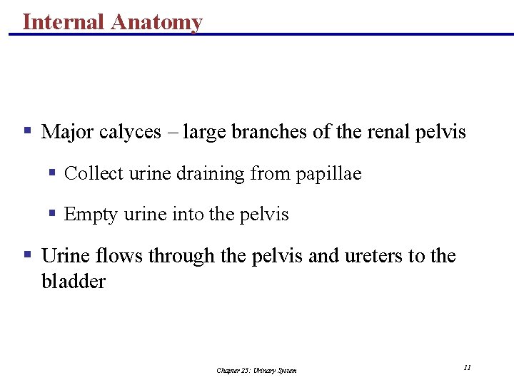 Internal Anatomy § Major calyces – large branches of the renal pelvis § Collect