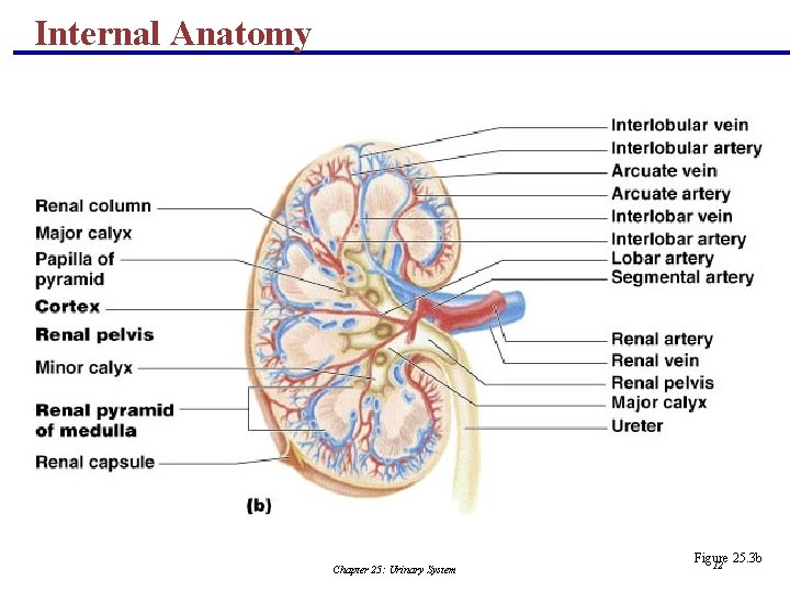 Internal Anatomy Chapter 25: Urinary System Figure 25. 3 b 12 