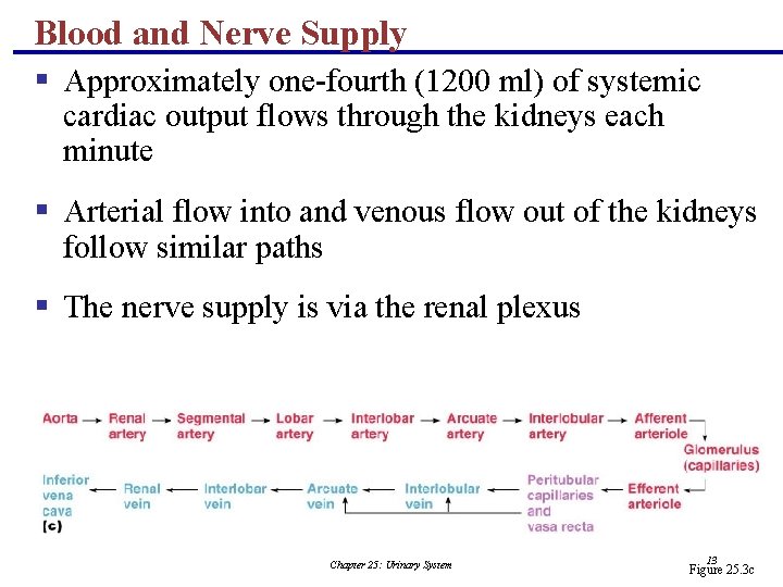 Blood and Nerve Supply § Approximately one-fourth (1200 ml) of systemic cardiac output flows