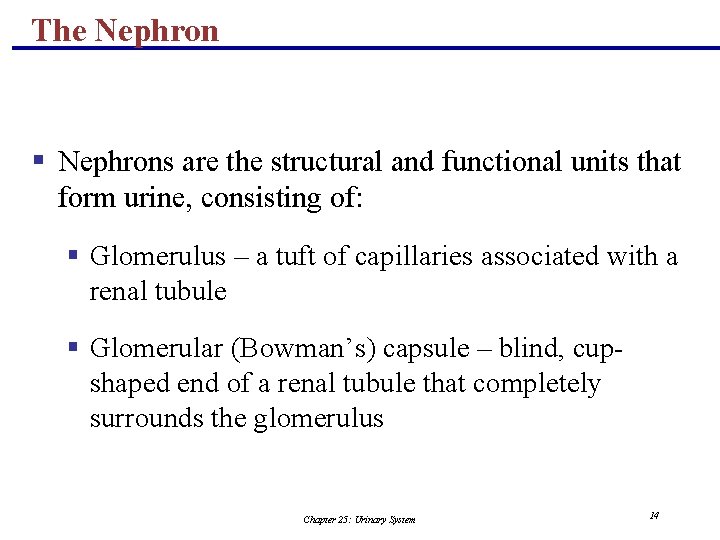 The Nephron § Nephrons are the structural and functional units that form urine, consisting