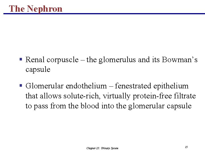 The Nephron § Renal corpuscle – the glomerulus and its Bowman’s capsule § Glomerular