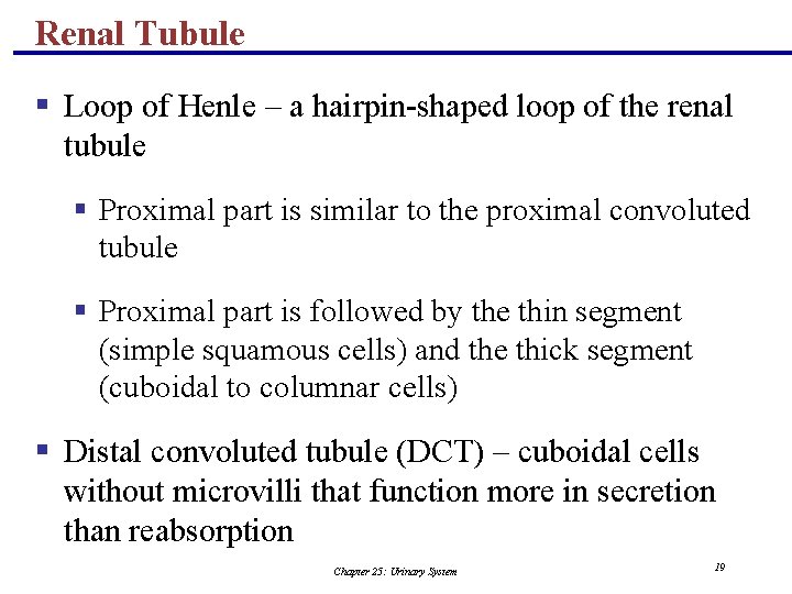 Renal Tubule § Loop of Henle – a hairpin-shaped loop of the renal tubule