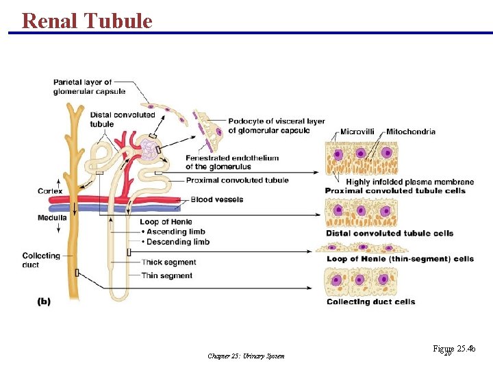 Renal Tubule Chapter 25: Urinary System Figure 25. 4 b 20 