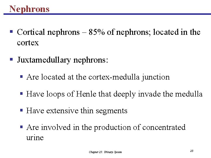 Nephrons § Cortical nephrons – 85% of nephrons; located in the cortex § Juxtamedullary