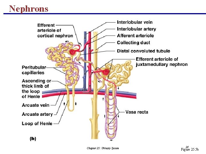Nephrons Chapter 25: Urinary System 24 Figure 25. 5 b 