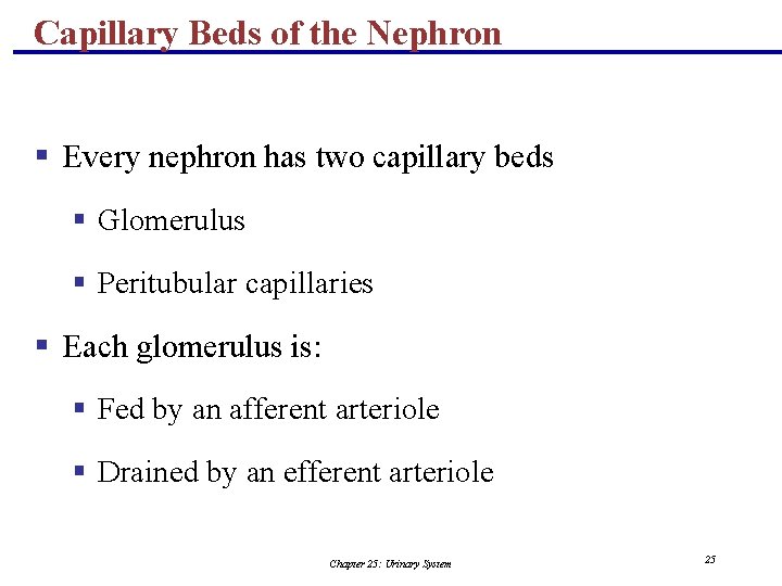 Capillary Beds of the Nephron § Every nephron has two capillary beds § Glomerulus