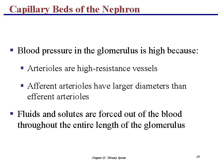 Capillary Beds of the Nephron § Blood pressure in the glomerulus is high because: