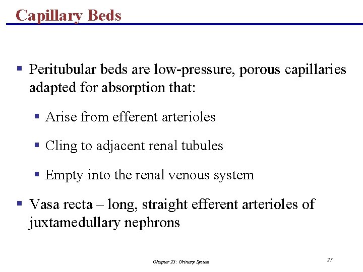 Capillary Beds § Peritubular beds are low-pressure, porous capillaries adapted for absorption that: §