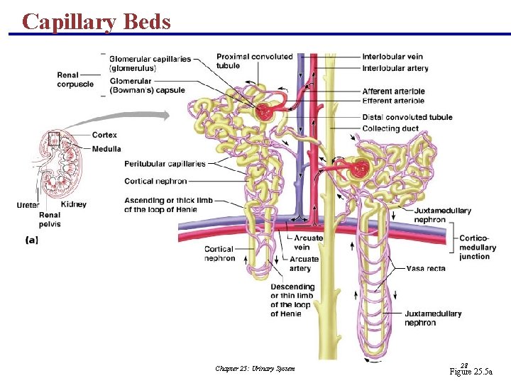 Capillary Beds Chapter 25: Urinary System 28 Figure 25. 5 a 
