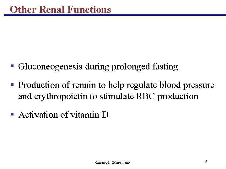 Other Renal Functions § Gluconeogenesis during prolonged fasting § Production of rennin to help