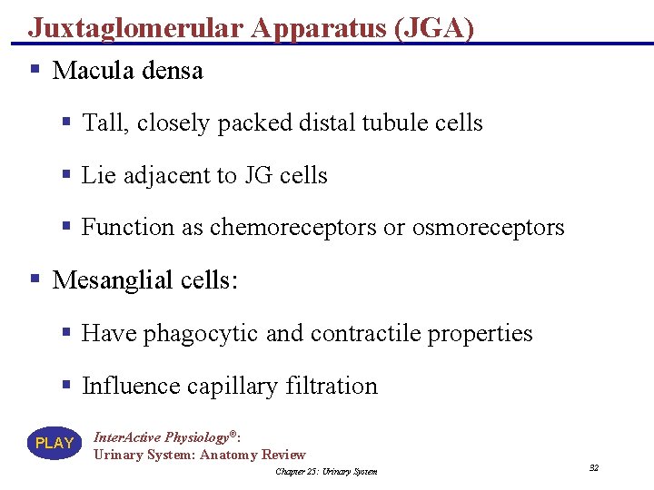 Juxtaglomerular Apparatus (JGA) § Macula densa § Tall, closely packed distal tubule cells §