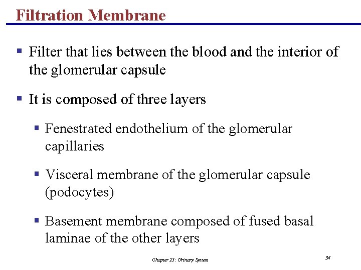 Filtration Membrane § Filter that lies between the blood and the interior of the
