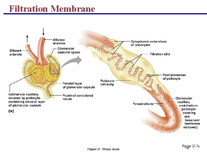 Filtration Membrane Chapter 25: Urinary System Figure 25. 7 a 35 