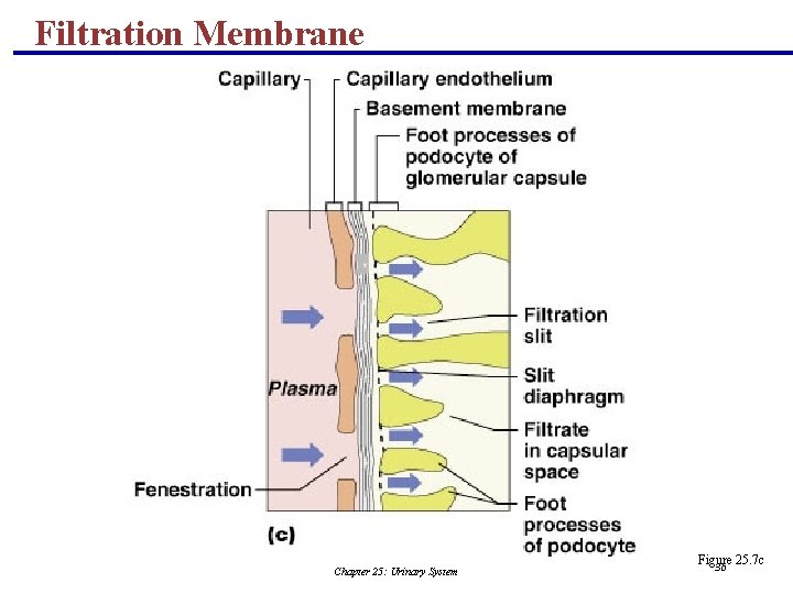 Filtration Membrane Chapter 25: Urinary System Figure 25. 7 c 36 