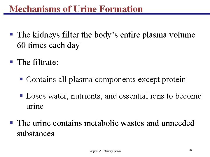 Mechanisms of Urine Formation § The kidneys filter the body’s entire plasma volume 60