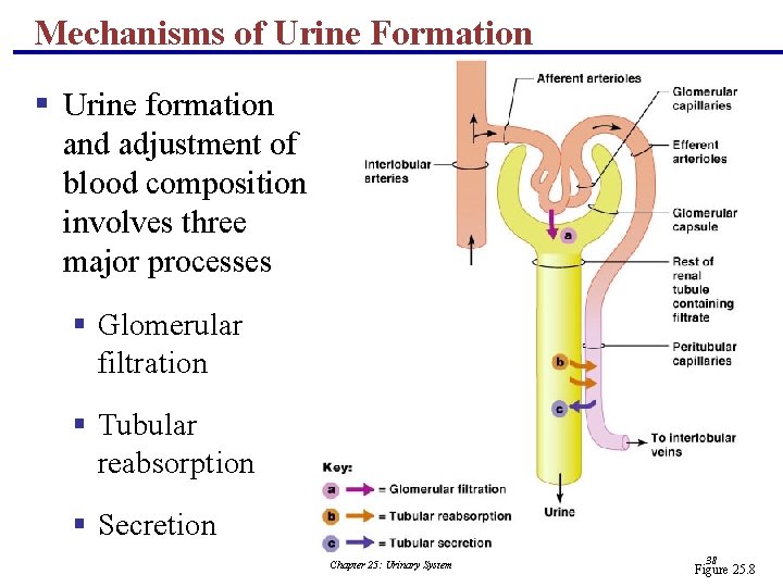 Mechanisms of Urine Formation § Urine formation and adjustment of blood composition involves three