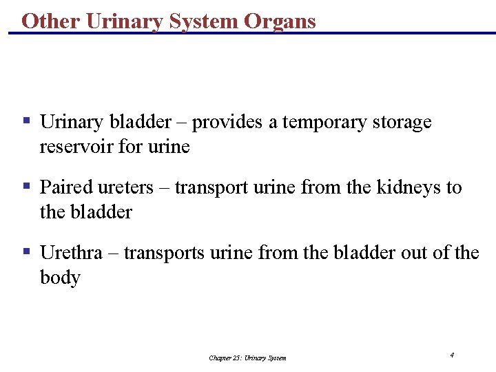 Other Urinary System Organs § Urinary bladder – provides a temporary storage reservoir for