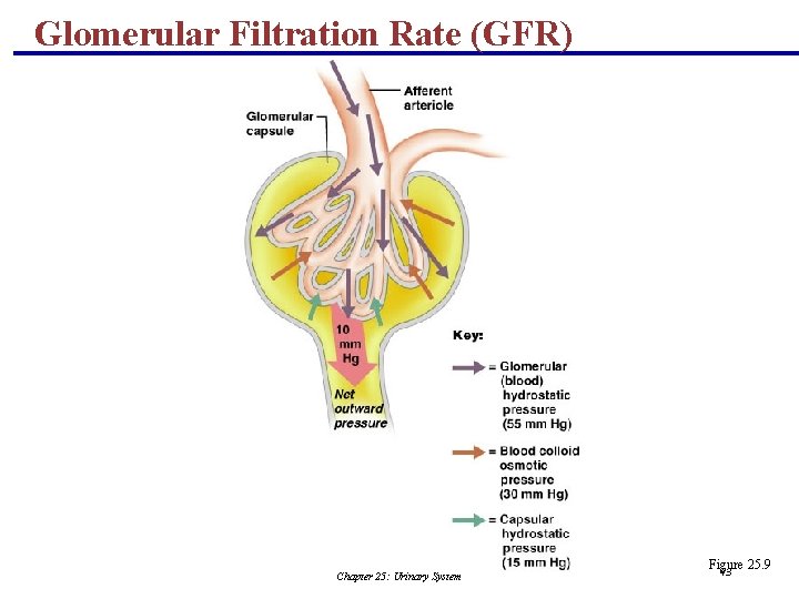 Glomerular Filtration Rate (GFR) Chapter 25: Urinary System Figure 25. 9 43 