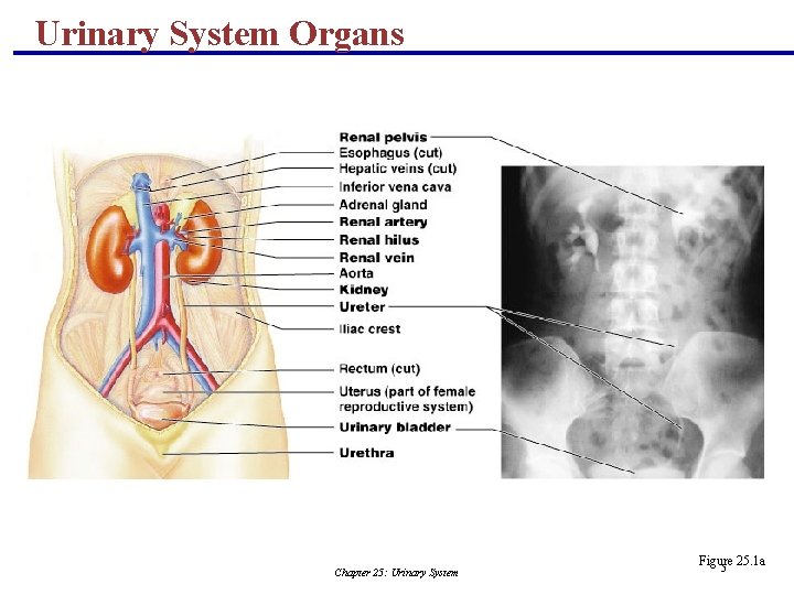 Urinary System Organs Chapter 25: Urinary System Figure 25. 1 a 5 