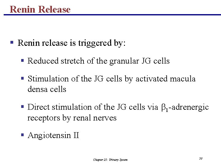 Renin Release § Renin release is triggered by: § Reduced stretch of the granular