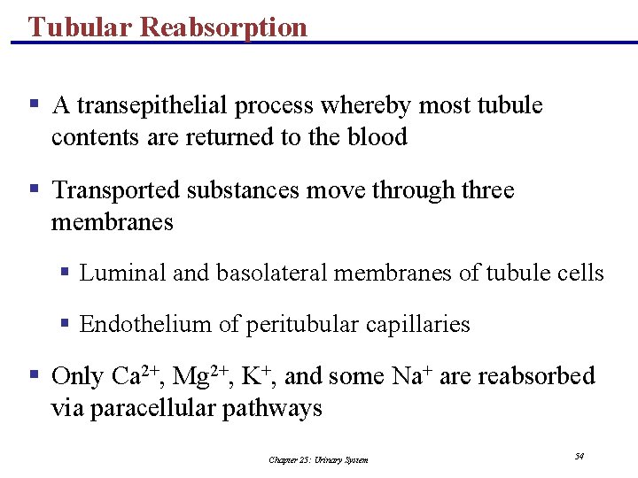 Tubular Reabsorption § A transepithelial process whereby most tubule contents are returned to the