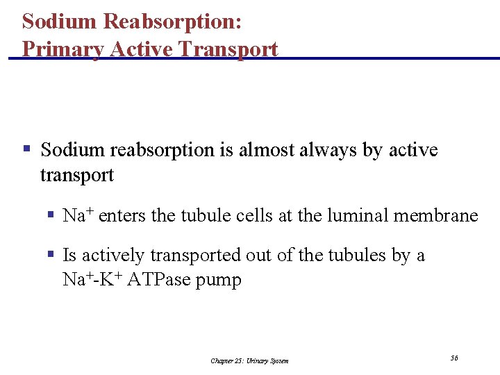 Sodium Reabsorption: Primary Active Transport § Sodium reabsorption is almost always by active transport