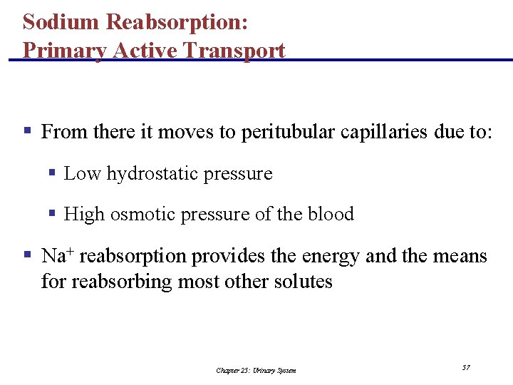Sodium Reabsorption: Primary Active Transport § From there it moves to peritubular capillaries due
