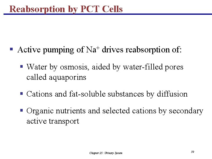 Reabsorption by PCT Cells § Active pumping of Na+ drives reabsorption of: § Water