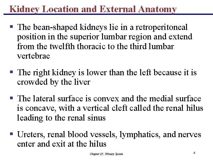 Kidney Location and External Anatomy § The bean-shaped kidneys lie in a retroperitoneal position