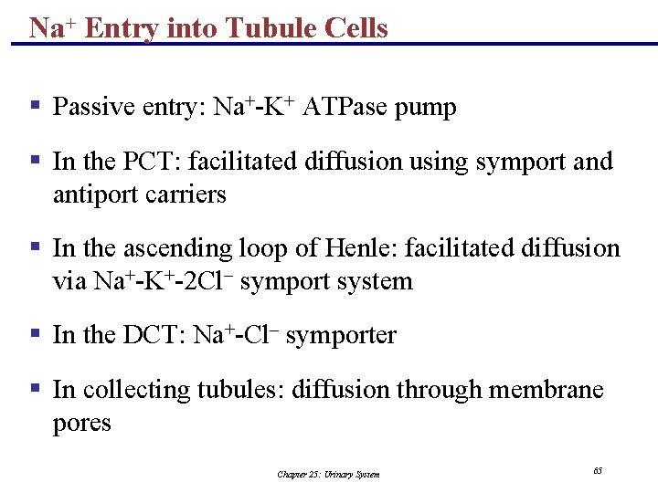 Na+ Entry into Tubule Cells § Passive entry: Na+-K+ ATPase pump § In the