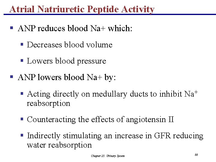Atrial Natriuretic Peptide Activity § ANP reduces blood Na+ which: § Decreases blood volume